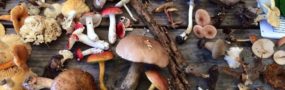 selection of mushrooms and fungi collected and identified at an IMA survey.