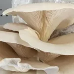 Tour of Plant Chicago and Their Mushroom Cultivation Activities