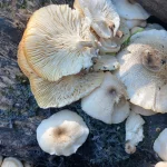 David Hibbett, PhD, presents Lentinus tigrinus, the "Tiger Sawgill"