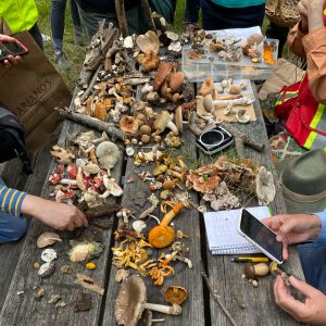 mushrooms collected during IMA biological survey
