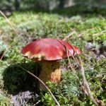 Dunes Summer Continental Mycoblitz