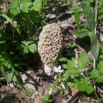 Mycology Survey