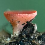 iNaturalist City Nature Challenge