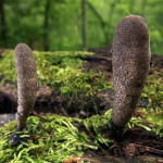 Mycology Survey