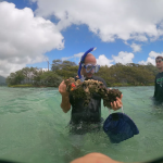 The Fungal Life Aquatic: Fungal Ecology and Diversity in Hawai’i’s Coastal Waters
