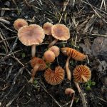 Mycology Survey